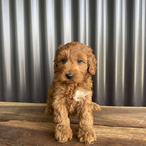 MORGAN  - Male Toy Spoodle - Ready 25 Oct