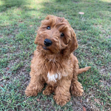 Load image into Gallery viewer, MORGAN  - Male Toy Spoodle - Ready Now