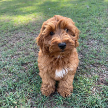Load image into Gallery viewer, MORGAN  - Male Toy Spoodle - Ready Now