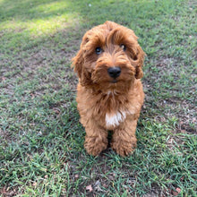 Load image into Gallery viewer, MORGAN  - Male Toy Spoodle - Ready Now