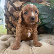 Load image into Gallery viewer, MORGAN - Male Toy Cavoodle - Ready 10th March