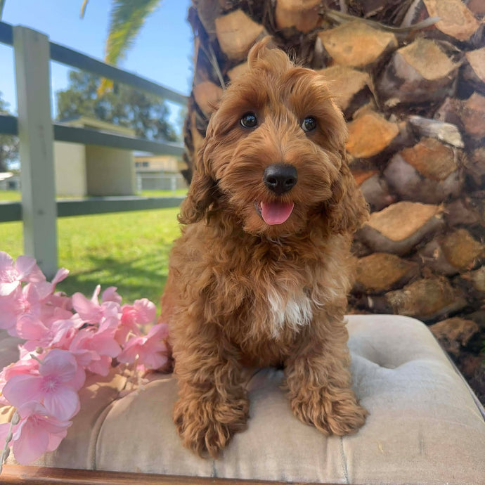 MORGAN  - Male Toy Spoodle - Ready Now