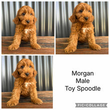 Load image into Gallery viewer, MORGAN  - Male Toy Spoodle - Ready Now