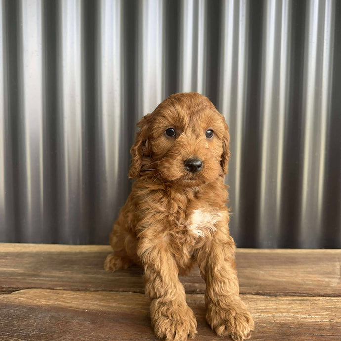 MORGAN  - Male Toy Spoodle - Ready 25 Oct