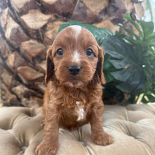 Load image into Gallery viewer, MORGAN - Male Toy Cavoodle - Ready 10th March