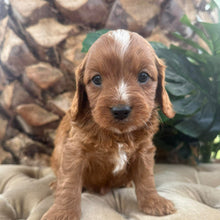 Load image into Gallery viewer, MORGAN - Male Toy Cavoodle - Ready 10th March