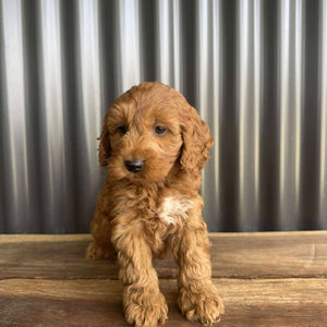 MORGAN  - Male Toy Spoodle - Ready 25 Oct