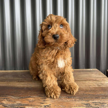 Load image into Gallery viewer, MORGAN  - Male Toy Spoodle - Ready Now