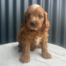 Load image into Gallery viewer, MORGAN - Male Toy Cavoodle - Ready 10th March