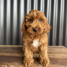 Load image into Gallery viewer, MORGAN  - Male Toy Spoodle - Ready Now