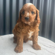 Load image into Gallery viewer, MORGAN - Male Toy Cavoodle - Ready 10th March