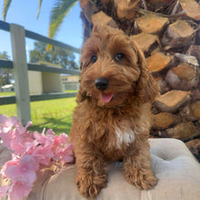 Load image into Gallery viewer, MORGAN  - Male Toy Spoodle - Ready Now