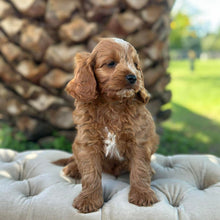 Load image into Gallery viewer, MORGAN - Male Toy Cavoodle - Ready 10th March