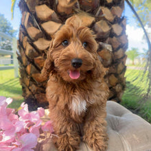 Load image into Gallery viewer, MORGAN  - Male Toy Spoodle - Ready Now