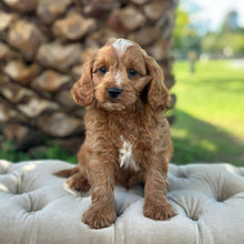Load image into Gallery viewer, MORGAN - Male Toy Cavoodle - Ready 10th March