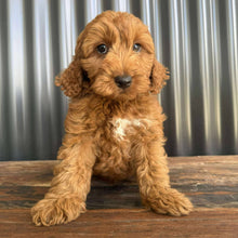 Load image into Gallery viewer, MORGAN  - Male Toy Spoodle - Ready Now