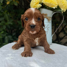 Load image into Gallery viewer, MORGAN - Male Toy Cavoodle - Ready 10th March