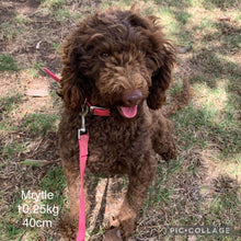 Load image into Gallery viewer, MARIO - Male Mini Poodle - Ready Now