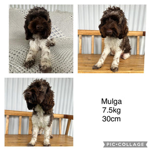 MAXWELL - Male  Toy Spoodle - Ready 1st Feb