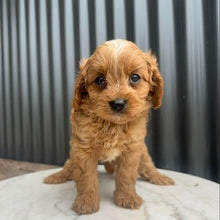 Load image into Gallery viewer, MURPHY - Male Toy Cavoodle - Ready 10th March