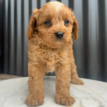 Load image into Gallery viewer, MURPHY - Male Toy Cavoodle - Ready 10th March