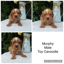 Load image into Gallery viewer, MURPHY - Male Toy Cavoodle - Ready 10th March