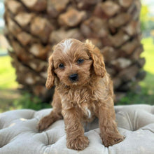 Load image into Gallery viewer, MURPHY - Male Toy Cavoodle - Ready 10th March