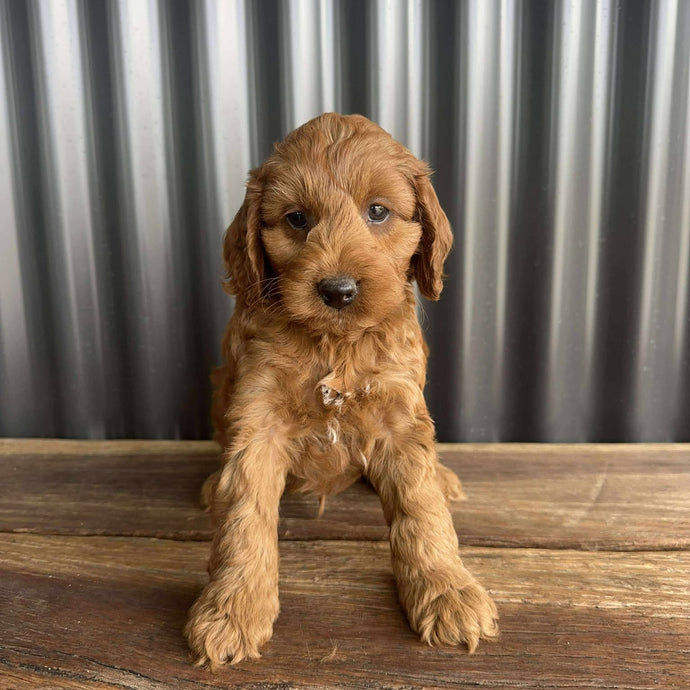 MURPHY - Male Toy Spoodle - Ready 25 Oct