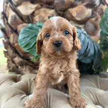 Load image into Gallery viewer, MURPHY - Male Toy Cavoodle - Ready 10th March