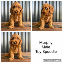 Load image into Gallery viewer, MURPHY - Male Toy Spoodle - Ready Now