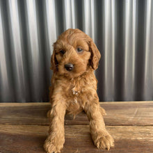 Load image into Gallery viewer, MURPHY - Male Toy Spoodle - Ready 25 Oct