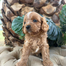 Load image into Gallery viewer, MURPHY - Male Toy Cavoodle - Ready 10th March