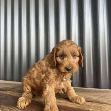 Load image into Gallery viewer, MURPHY - Male Toy Spoodle - Ready 25 Oct