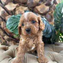 Load image into Gallery viewer, MURPHY - Male Toy Cavoodle - Ready 10th March