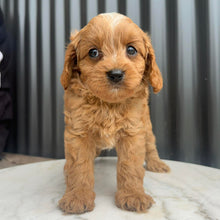 Load image into Gallery viewer, MURPHY - Male Toy Cavoodle - Ready 10th March
