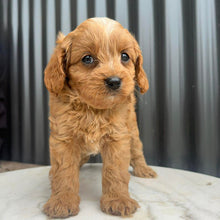 Load image into Gallery viewer, MURPHY - Male Toy Cavoodle - Ready 10th March