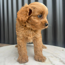 Load image into Gallery viewer, MURPHY - Male Toy Cavoodle - Ready 10th March
