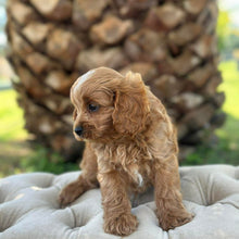 Load image into Gallery viewer, MURPHY - Male Toy Cavoodle - Ready 10th March