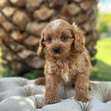 Load image into Gallery viewer, MURPHY - Male Toy Cavoodle - Ready 10th March