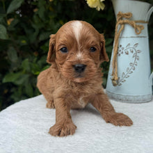 Load image into Gallery viewer, MURPHY - Male Toy Cavoodle - Ready 10th March