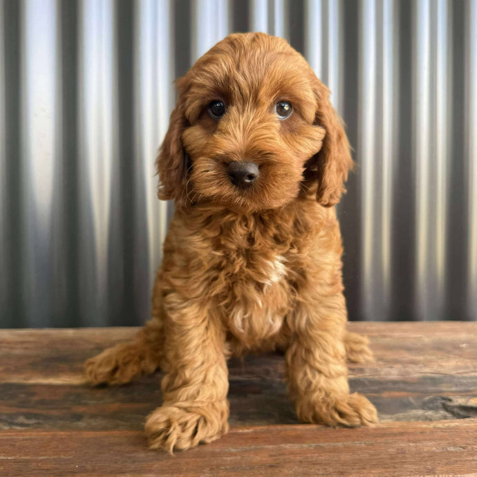 MURPHY - Male Toy Spoodle - Ready Now