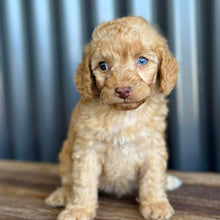 Load image into Gallery viewer, NALANI - Female Toy Spoodle - Ready 8th Dec