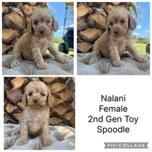 Load image into Gallery viewer, NALANI - Female Toy Spoodle - Ready 8th Dec