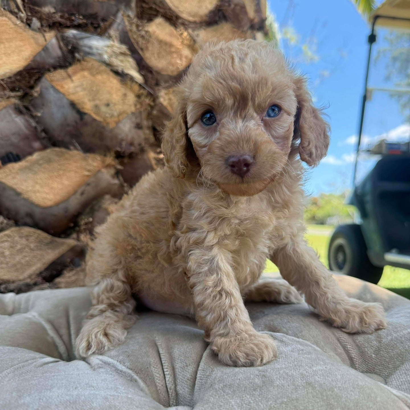 NALANI - Female Toy Spoodle - Ready 8th Dec