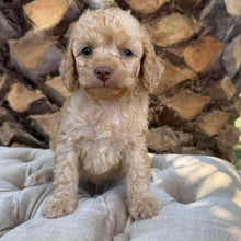 Load image into Gallery viewer, NALANI - Female Toy Spoodle - Ready 8th Dec