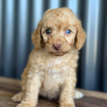 Load image into Gallery viewer, NALANI - Female Toy Spoodle - Ready 8th Dec