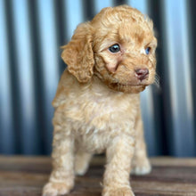 Load image into Gallery viewer, NALANI - Female Toy Spoodle - Ready 8th Dec