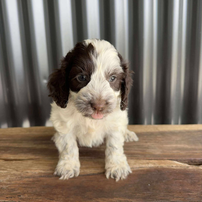 NANCY - Female Mini Spoodle - Ready 21st Aug
