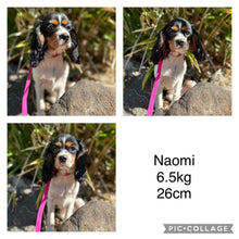 Load image into Gallery viewer, NASH - Male Toy Cavoodle - Ready 6th Jan