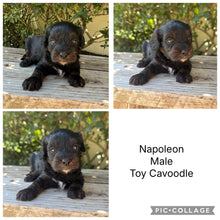 Load image into Gallery viewer, NAPOLEON - Male Toy Cavoodle - Ready 6th Jan